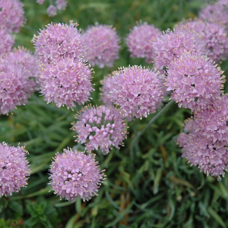 ALLIUM 'NEW MOON' 1G