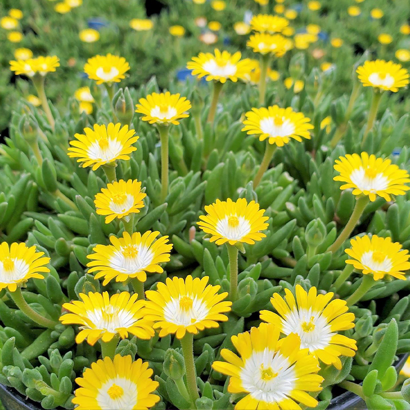 DELOSPERMA 'PERIDOT' 1QT