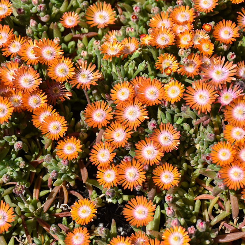 DELOSPERMA 'TOPAZ' 1QT