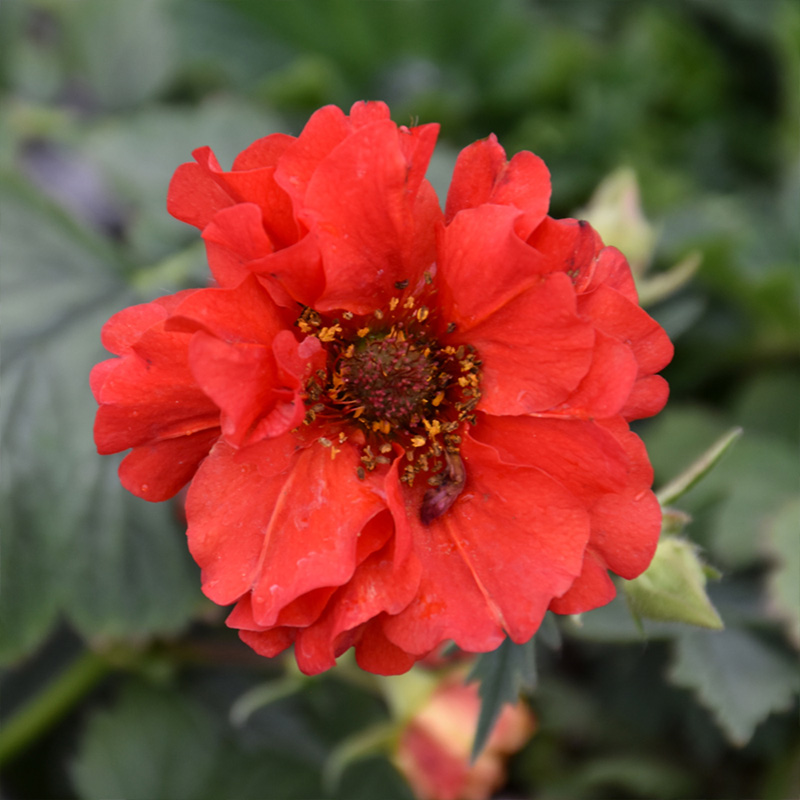 GEUM 'DOUBLE BLOODY MARY' 1G