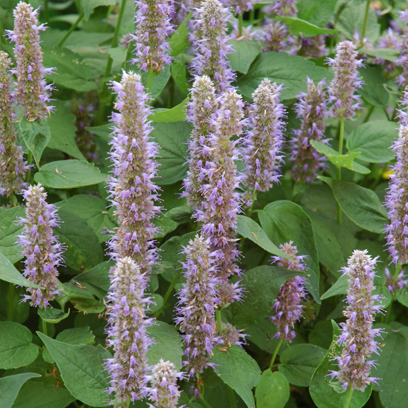 AGASTACHE 'BLUE FORTUNE' 1QT