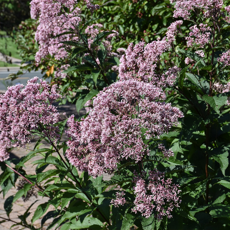 EUTROCHIUM MACULATUM 2G