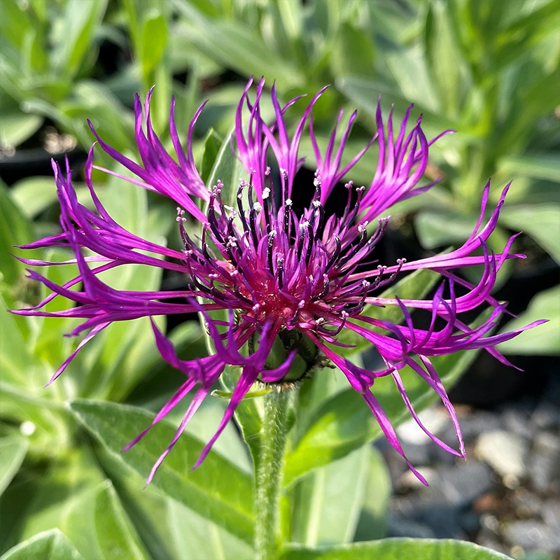 CENTAUREA 'AMETHYST DREAM' 1G