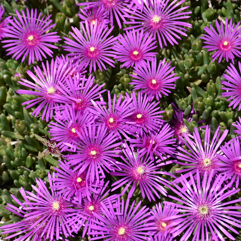 DELOSPERMA 'COOPERI' QT