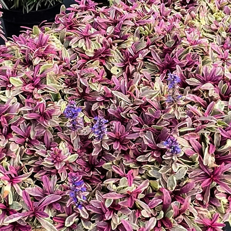 AJUGA 'PRINCESS NADIA' 1QT