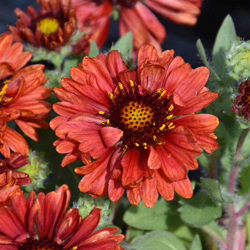 GAILLARDIA 'BARBICAN RED' 1G