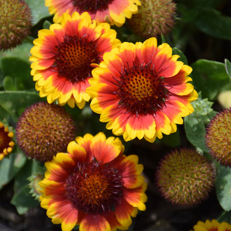 GAILLARDIA 'BARBICAN YEL/RED' 1G
