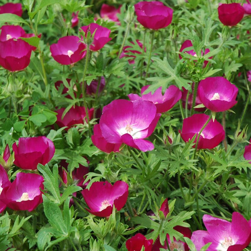 CALLIRHOE 'INVOLUCRATA' 1G