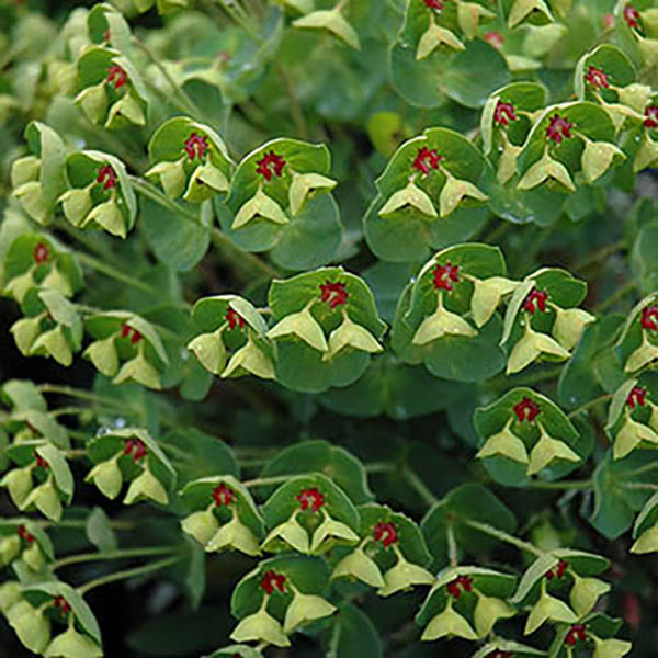 EUPHORBIA 'TINY TIM' 1G