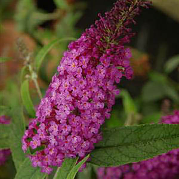 BUDDLEIA 'BUZZ PURPLE' 1G
