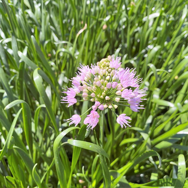 ALLIUM 'SUMMER BEAUTY' 1G