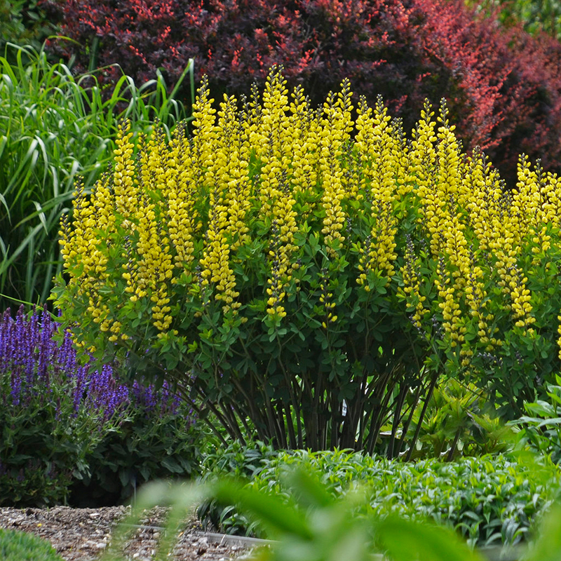 BAPTISIA 'LEMON MERINGUE' 1G
