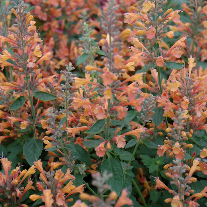 AGASTACHE 'ORANGE' 1G