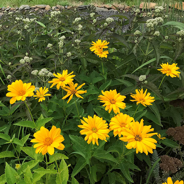 HELIOPSIS 'SUMMER SUN' 1G