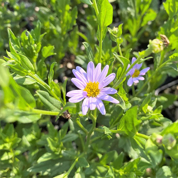 KALIMERIS 'BLUE STAR' 1G