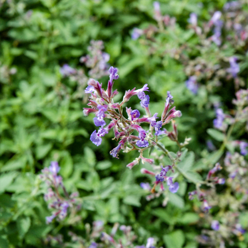 NEPETA 'JUNIOR WALKER' 1G