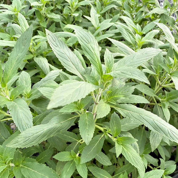 MONARDA 'GARDENVIEW SCARLET' 1G