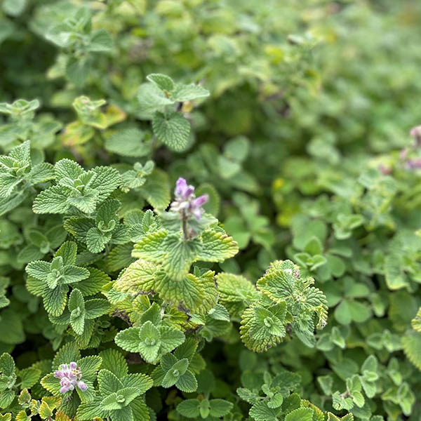 NEPETA 'EARLY BIRD' 1G