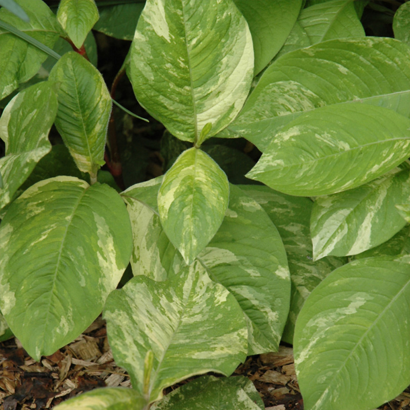 PYCNANTHEMUM VIRGINIANUM 1G