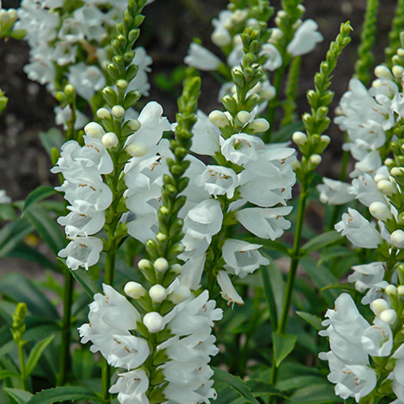 PHYSOSTEGIA 'MISS MANNERS' 1G