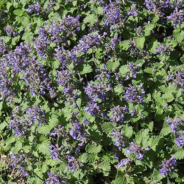 LOBELIA 'STARSHIP BLUE' 1G