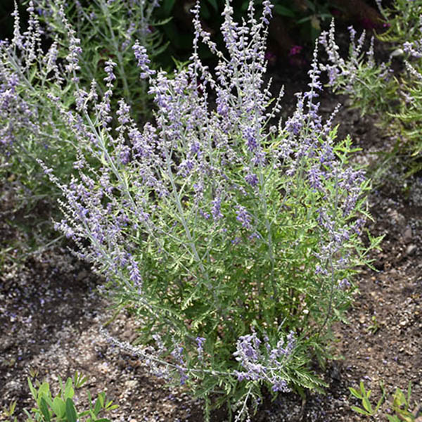 PEROVSKIA 'BLUE JEAN BABY' 1G