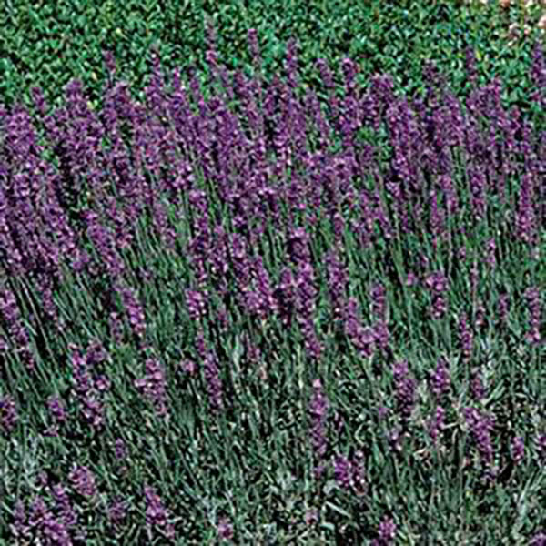 LAVANDULA 'HIDCOTE' 1G