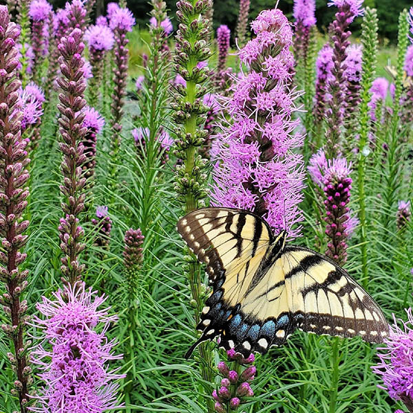LIATRIS 'SPICATA' 1G
