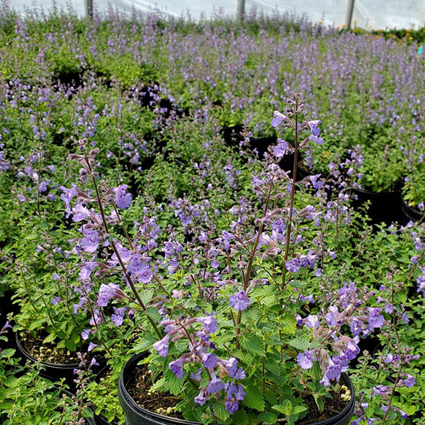 NEPETA 'WHISPURR PINK' 1G