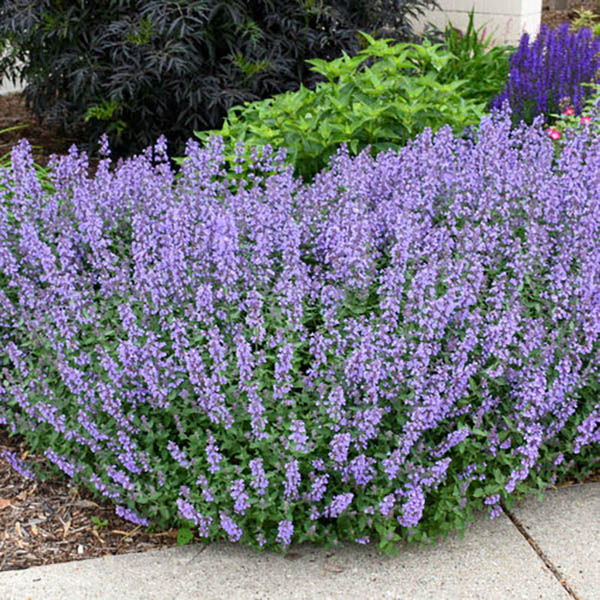 LUPINUS 'RACHEL DE THAME' 2G