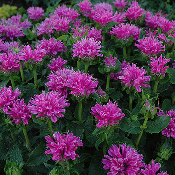 MONARDA FISTULOSA 1G