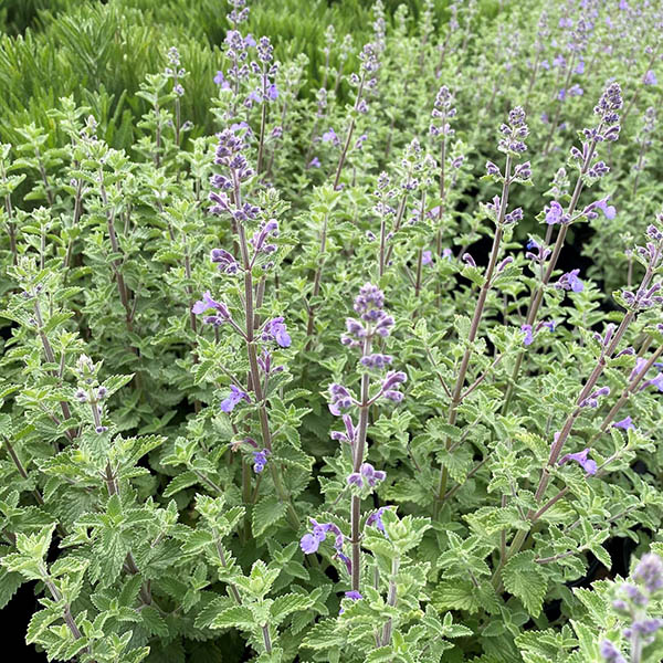 ORIGANUM 'LIBANOTICUM' 1QT