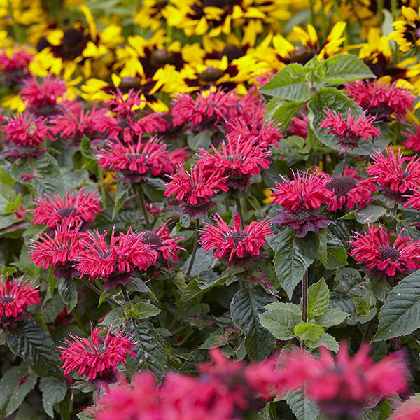 MONARDA 'BEE MINE RED' 1G