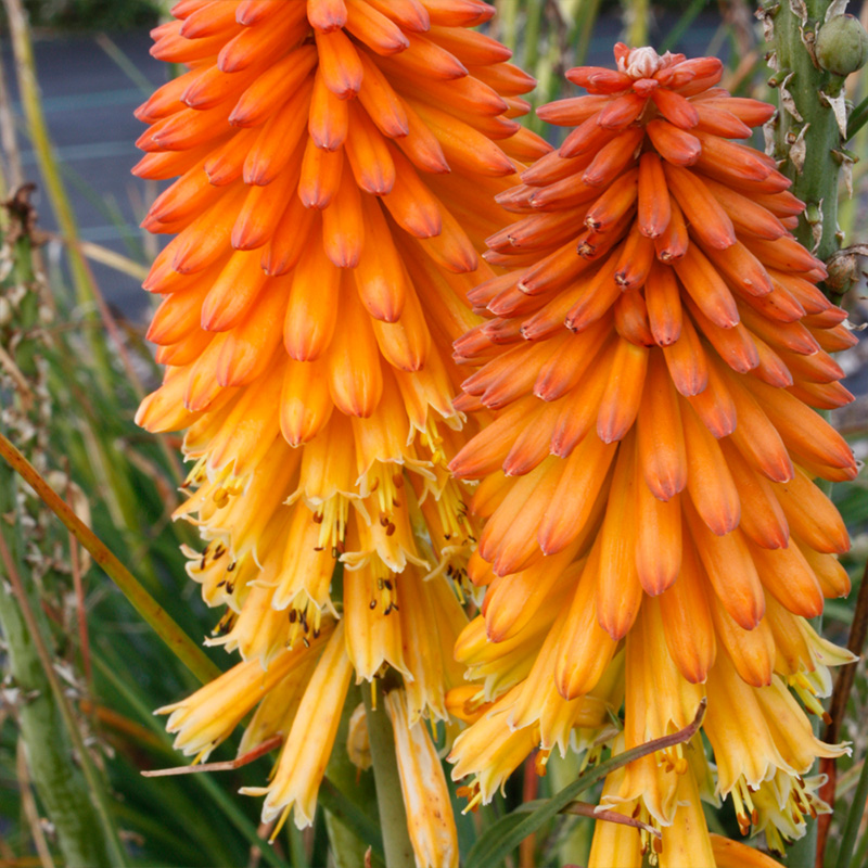 KNIPHOFIA 'POCO RED' 1G