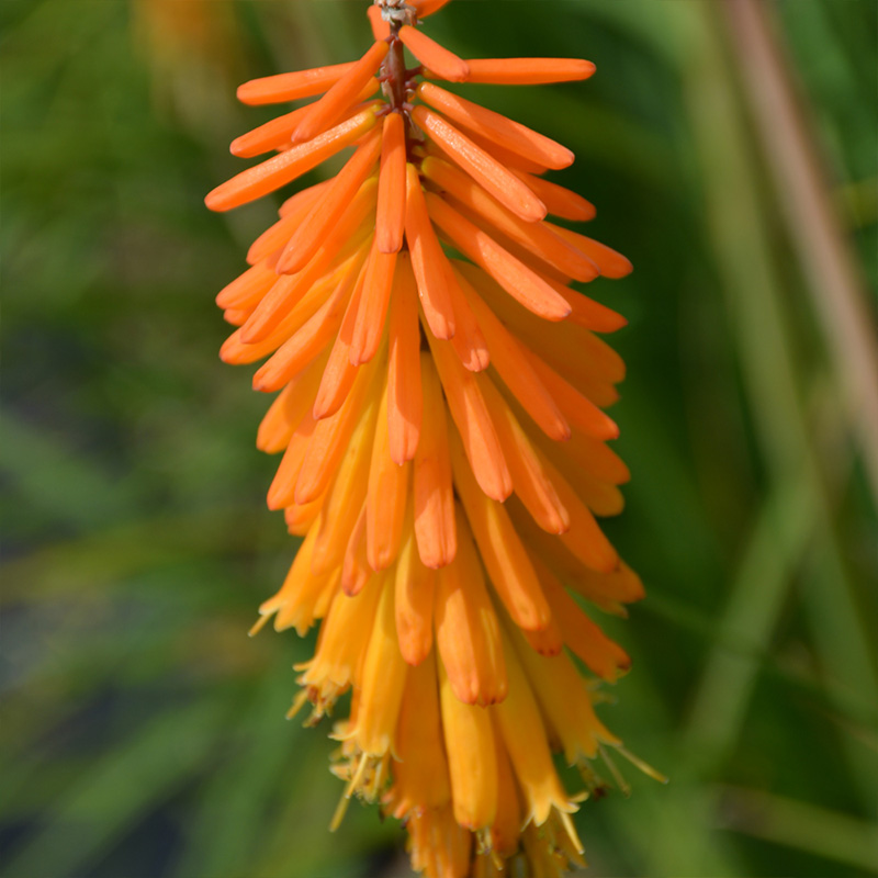 KNIPHOFIA 'POPSICLE MANGO' 1G