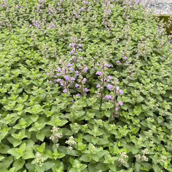 NEPETA 'PURRSIAN BLUE' 1G