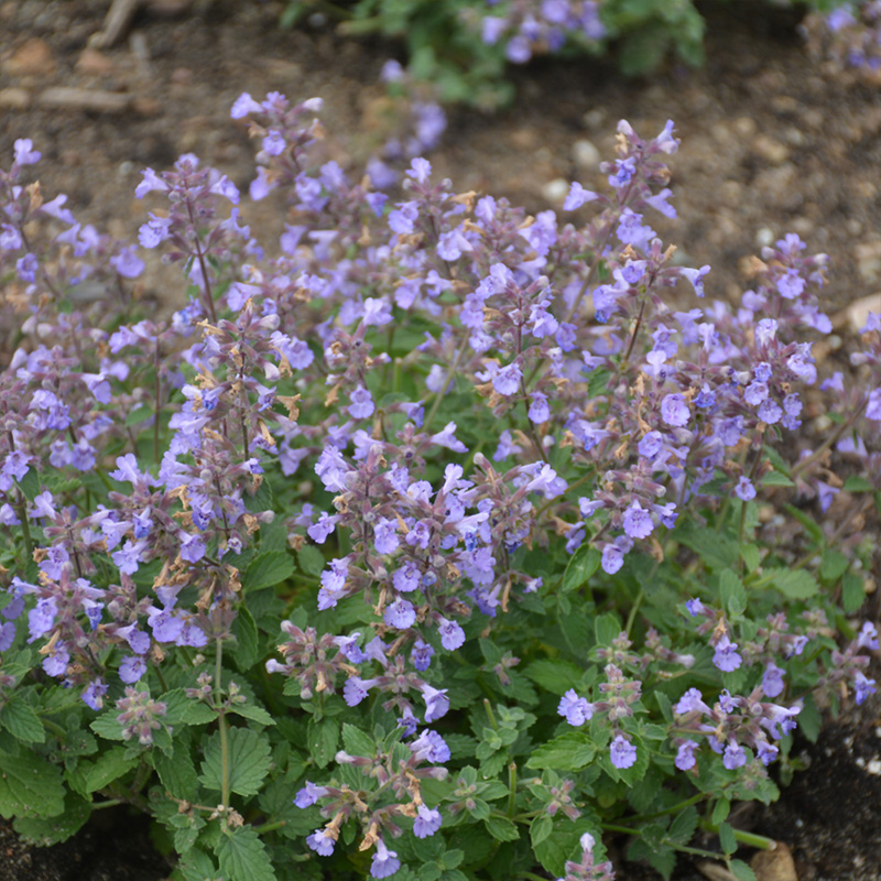NEPETA 'KITTEN AROUND' 1G