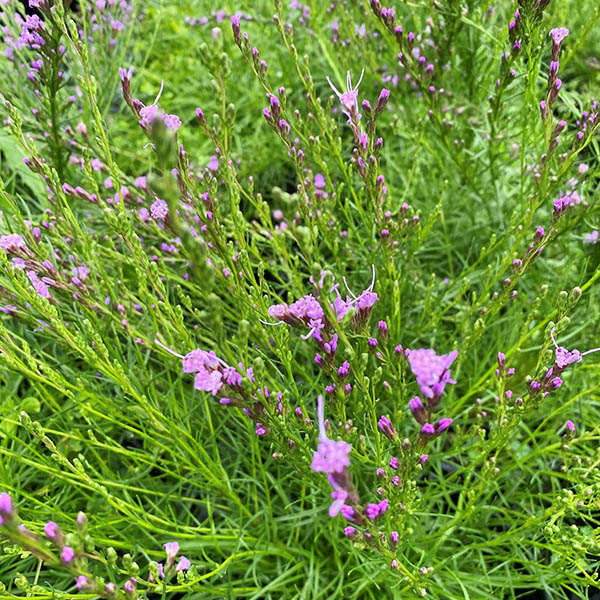 LIATRIS 'MICROCEPHALA' 1G
