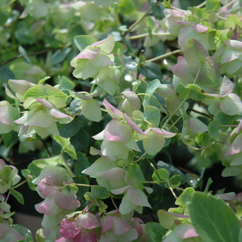 ORIGANUM 'KENT BEAUTY' 1QT