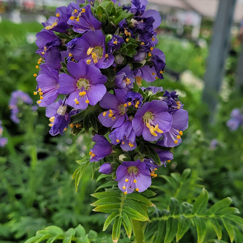 POLEMONIUM 'HEAVENLY HABIT' 1G