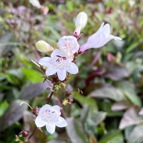 PENSTEMON 'HUSKER RED' 1QT