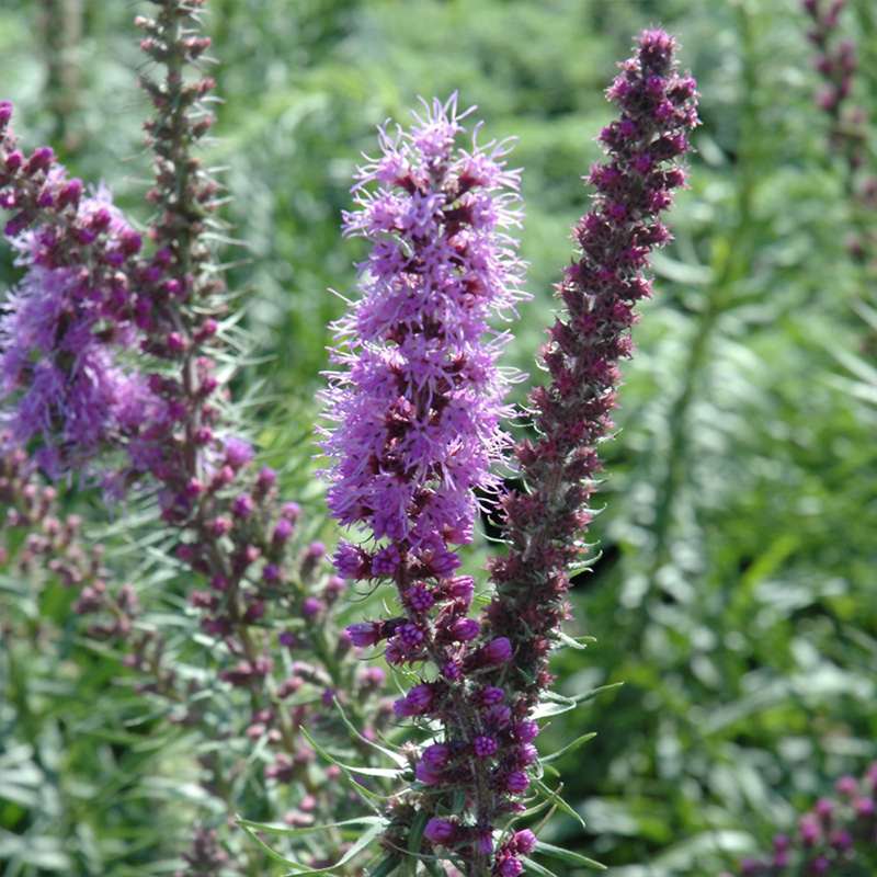 LIATRIS 'PYCNOSTACHYA' 1G
