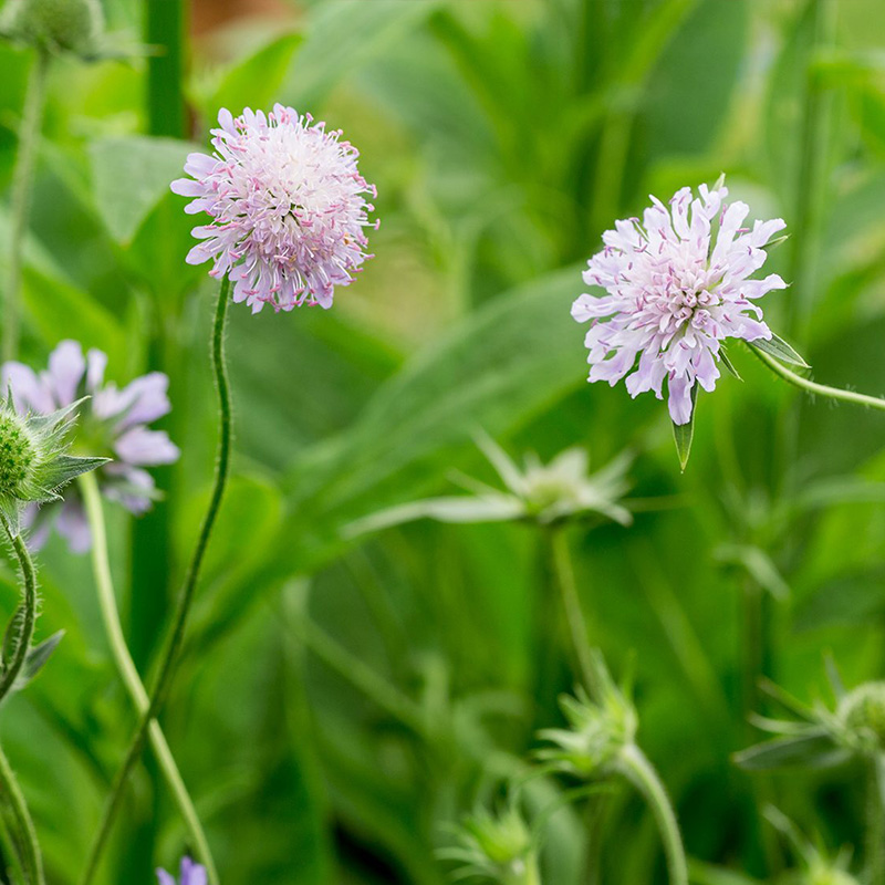 KNAUTIA 'AVENSIS' 1G