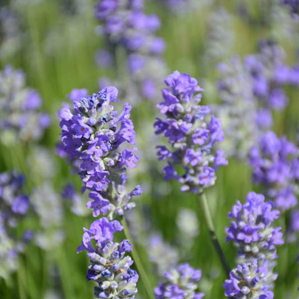 LAVANDULA 'MUNSTEAD' 1G