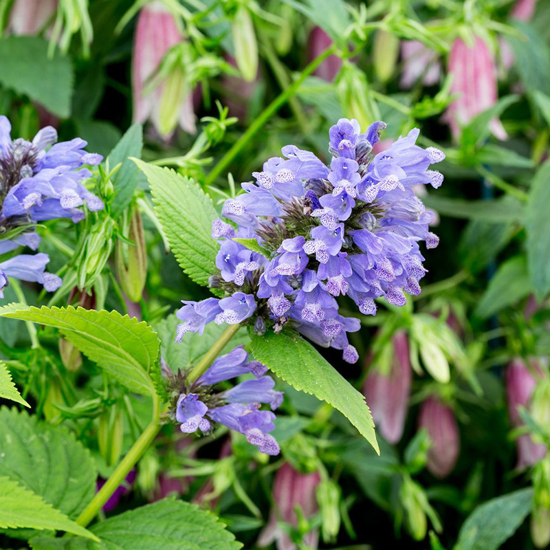 NEPETA 'BLUE DREAMS' 1G
