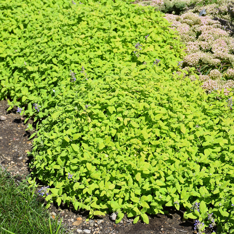 NEPETA 'CHARTREUSE ON THE LOOSE'