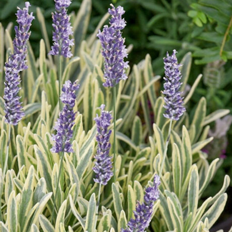 LAVANDULA 'PLATINUM BLONDE' 1G