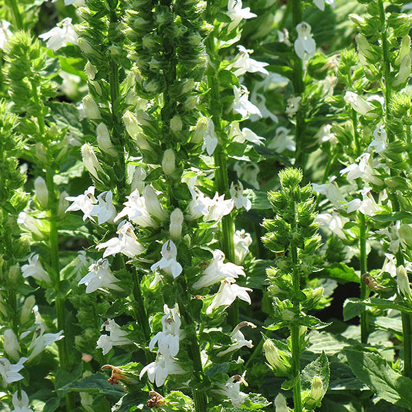 LOBELIA CARDINALIS 2G