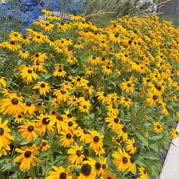 RUDBECKIA 'GOLDSTURM' 1QT