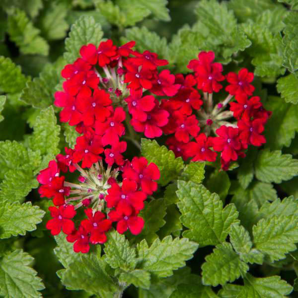 VERBENA 'HOMESTEAD RED' 1G
